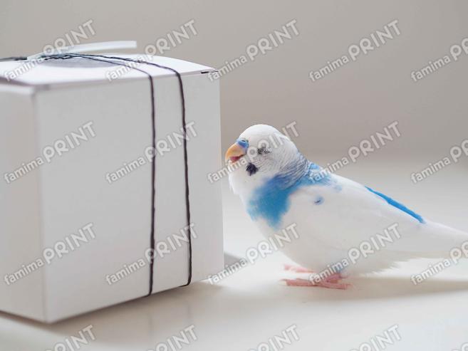 プレゼントとらいち