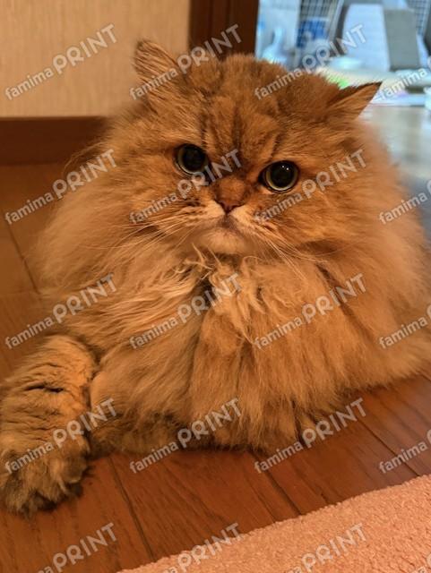 もふもふペルシャの夢々11