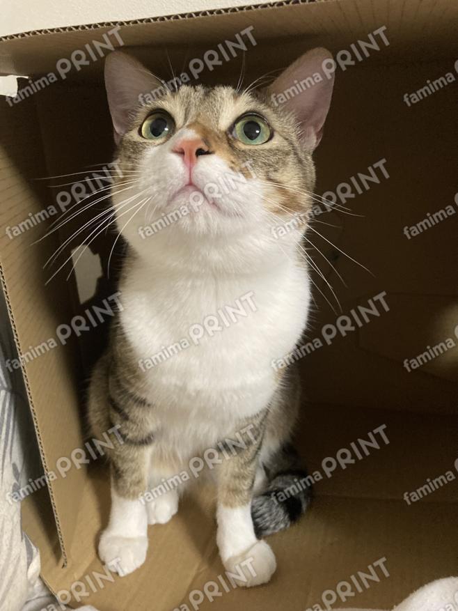 toto34
