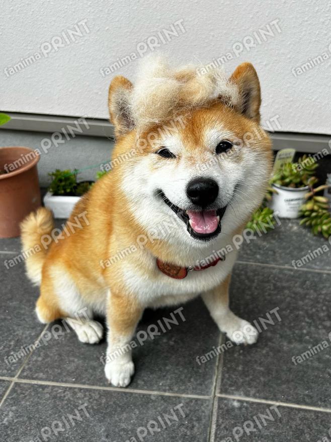 豆柴ぺーすけ44