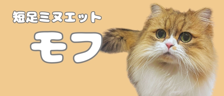 短足ミヌエット モフ