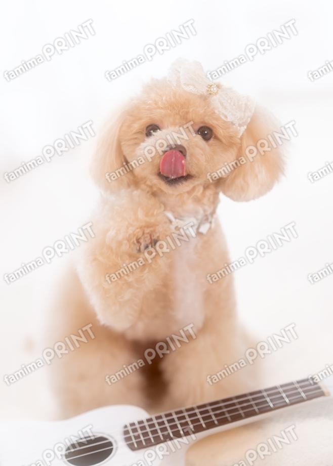 ハロー！モカだわん♪ペロッ