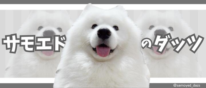 サモエドのダッツ
