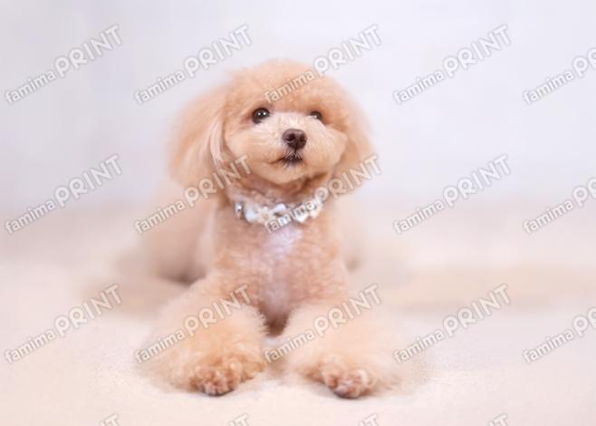 ハロー！モカだわん♪ごはん～