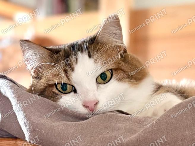 ひのき猫　オリジナルブロマイド・シール　ベッドの秀吉