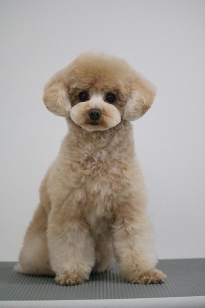 オシャレらいちゃん