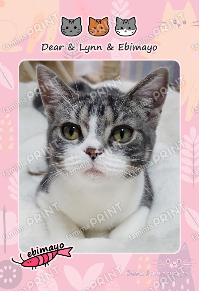Dear&Lynn&Ebimayo_エビマヨ02