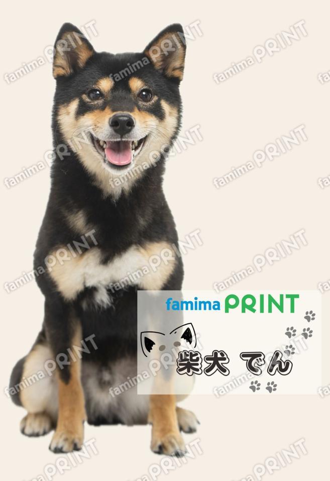 【柴犬】でん－１