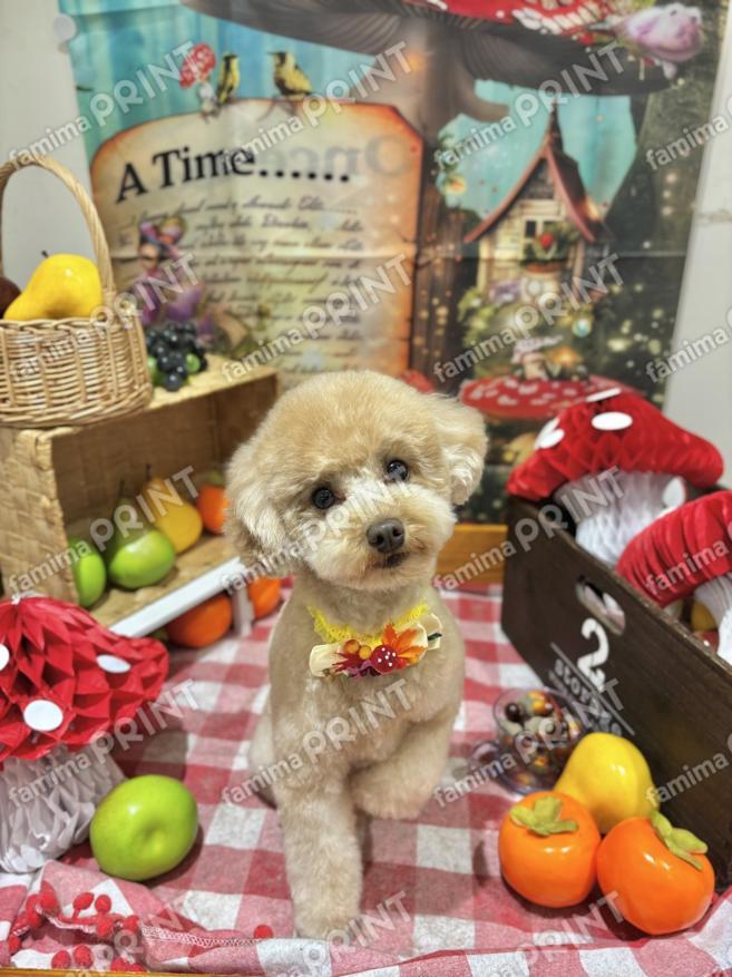 オシャレらいちゃん４