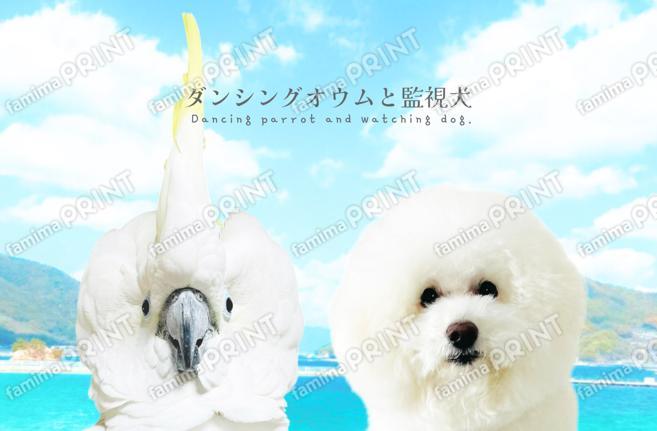 ダンシングオウムと監視犬ポストカード08