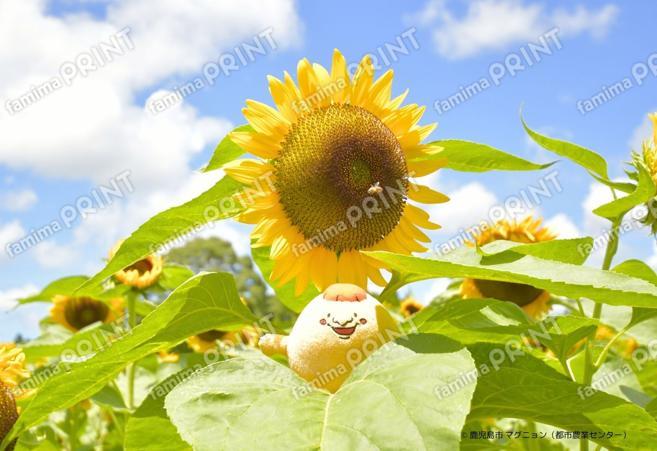 マグニョンブロマイド （都市農業センターのひまわり）