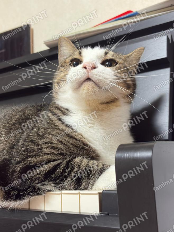 ひのき猫　オリジナルブロマイド・シール　ピアノでオデコ