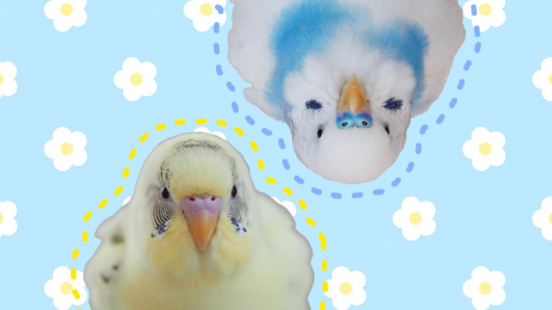 インコのそるてぃらいち