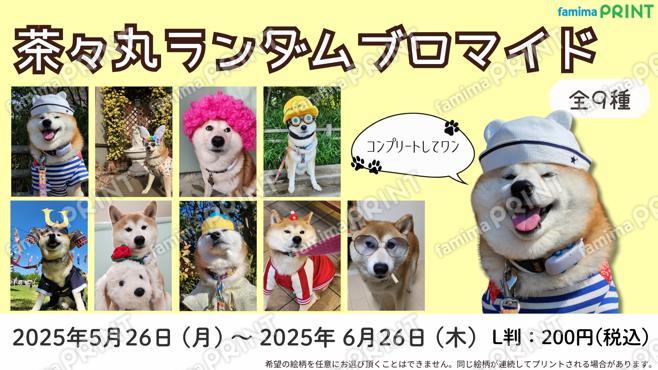 茶々丸ランダムブロマイド