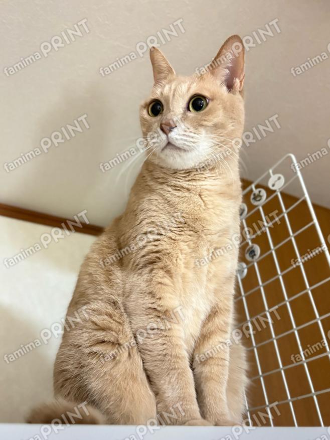 ひのき猫　オリジナルブロマイド・シール　品位あるひのき