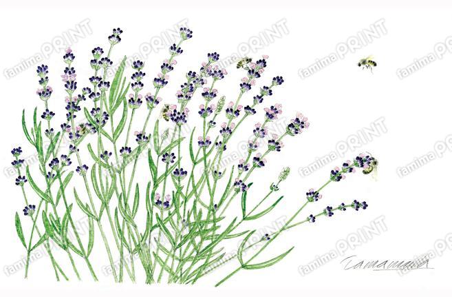 ラベンダーと5匹の蜜蜂