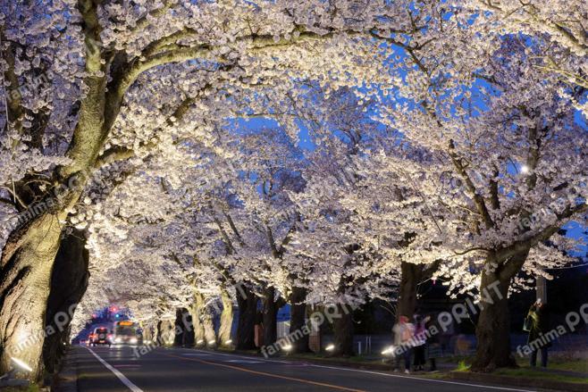 夜の森の桜のトンネル　～夕～①
