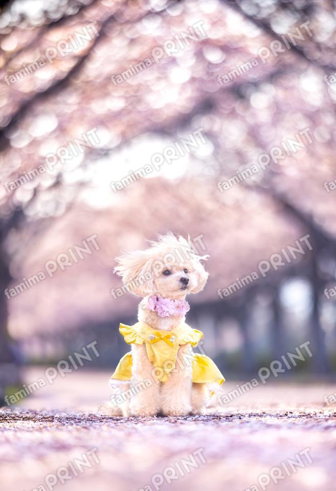 ハロー！モカだワン♪桜色 1