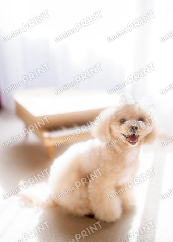 ハロー！モカだわん♪おやつ～