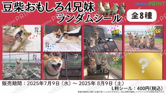 豆柴おもしろ４兄妹ランダムシール