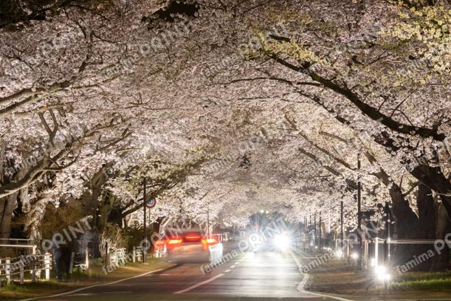 夜の森の桜のトンネル　～夜～③