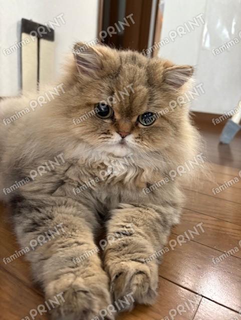 もふもふペルシャの夢々12