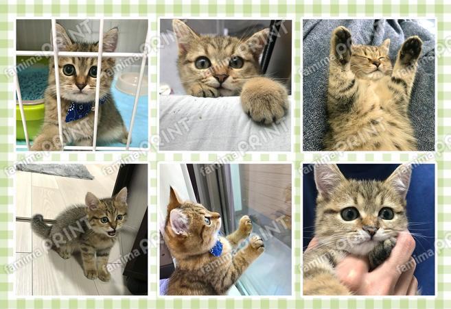 みにら日記_選択式シール_L判_02