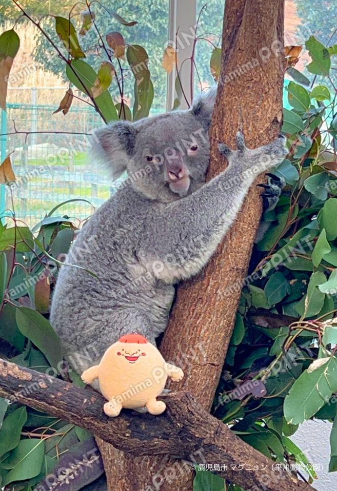 マグニョンブロマイド （平川動物公園のコアラ２）