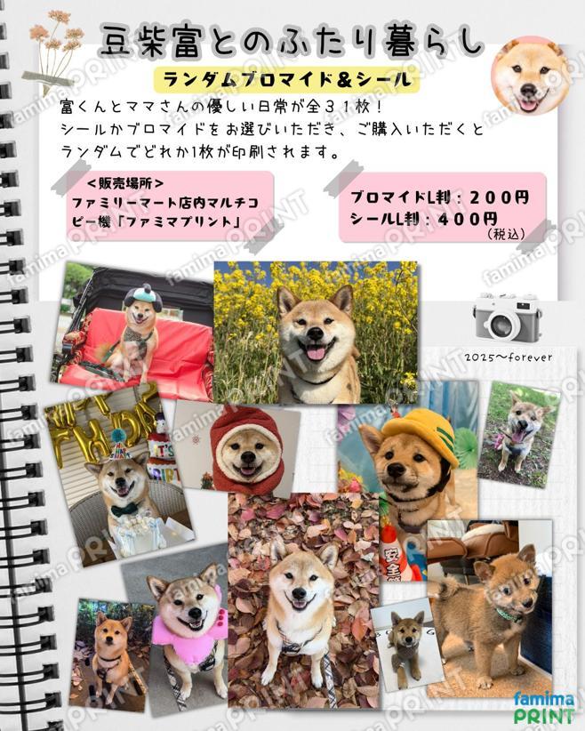 豆柴富とのふたり暮らし