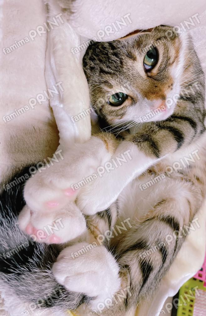 toto26