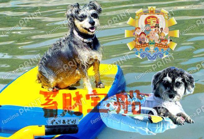 開運わんこワイルドなシュナウザーギュリandぎゅり06蓄財宝船
