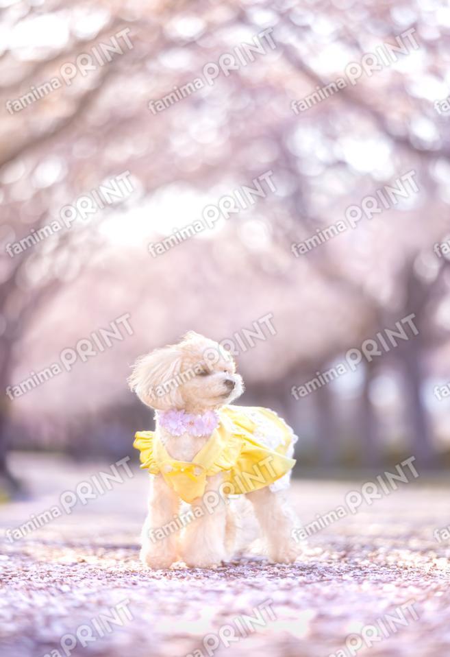 ハロー！モカだワン♪桜色 5