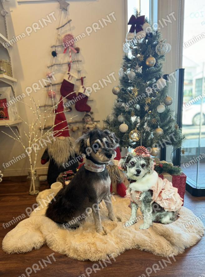 開運わんこワイルドなシュナウザーギュリandぎゅり02クリスマス