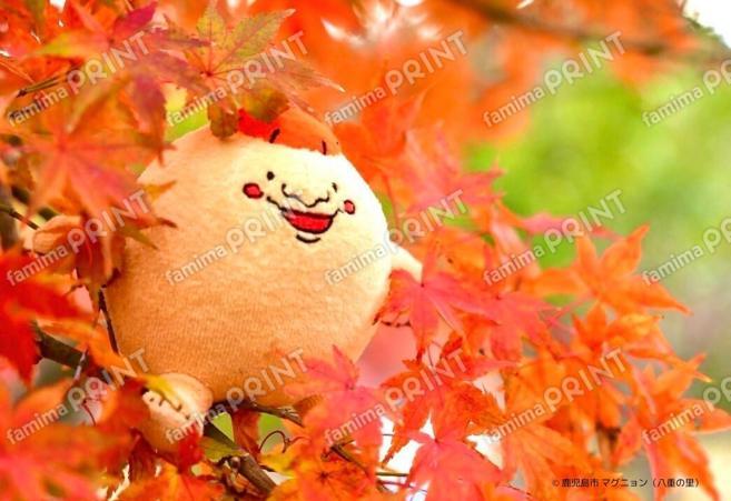 マグニョンブロマイド （八重の里の紅葉）