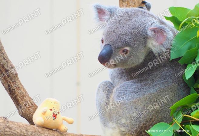 マグニョンブロマイド （平川動物公園のコアラ）
