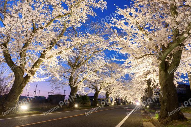 夜の森の桜のトンネル　～夕～③
