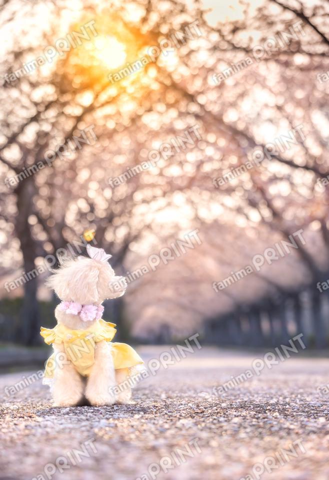 ハロー！モカだワン♪桜色 8