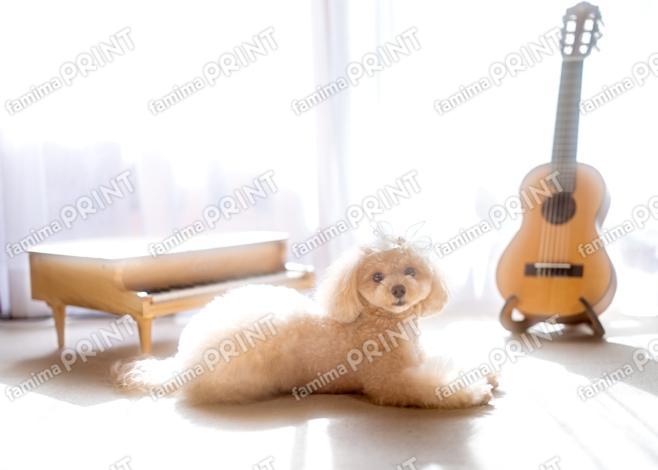 ハロー！モカだわん♪おひるね～