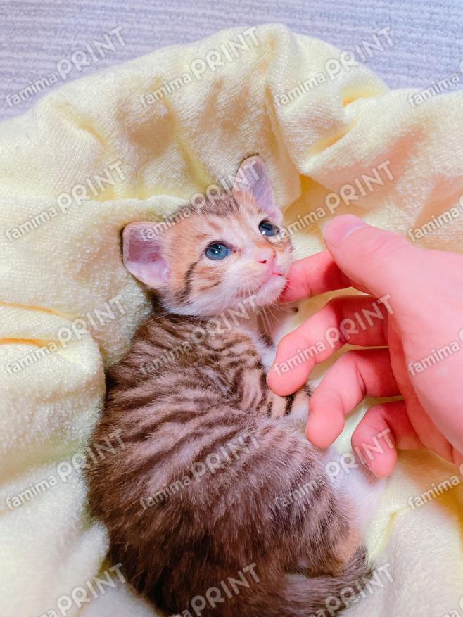 toto⑥