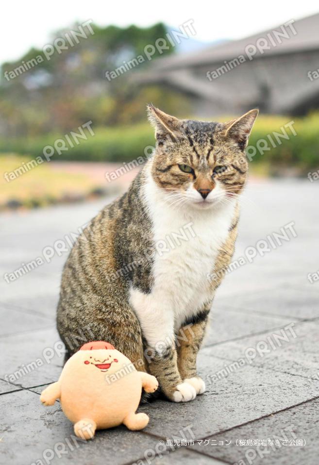 マグニョンブロマイド （桜島溶岩なぎさ公園の猫）
