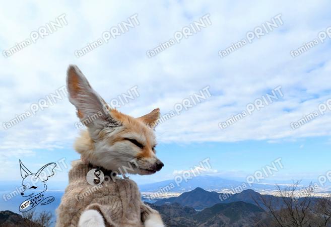 耳欠けフェネックのフィー２：富士山