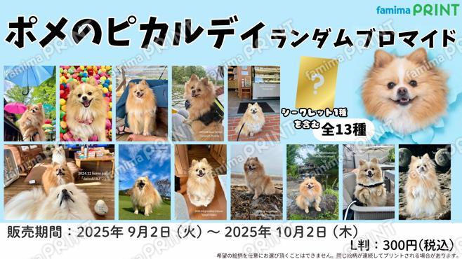 ポメのピカルディ　ランダムブロマイド