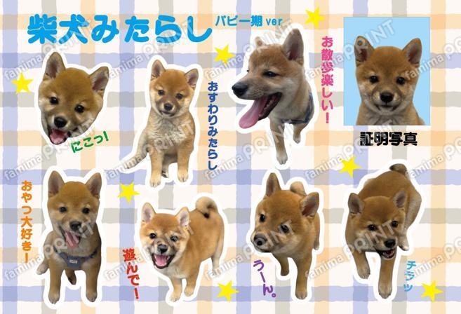 柴犬みたらしパピー期01