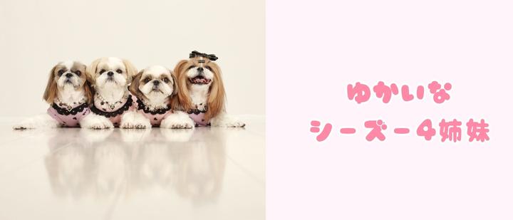 ゆかいなシーズー4姉妹