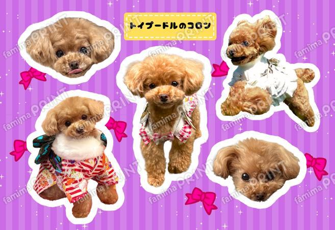 トイプードルのコロン シール_04