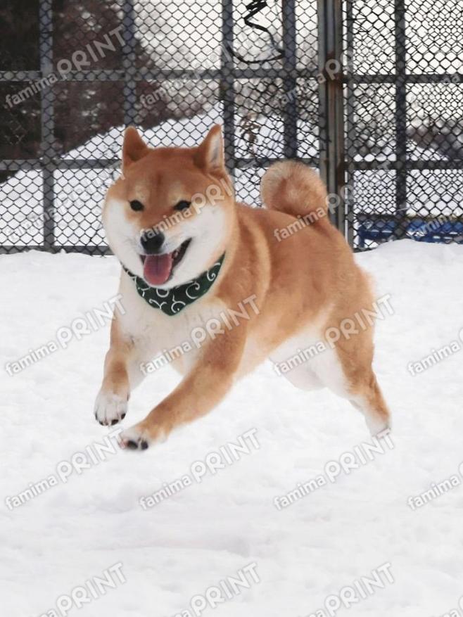 【舌ぺろ】柴犬むぎ茶16