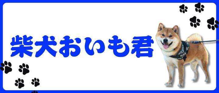 柴犬おいも君