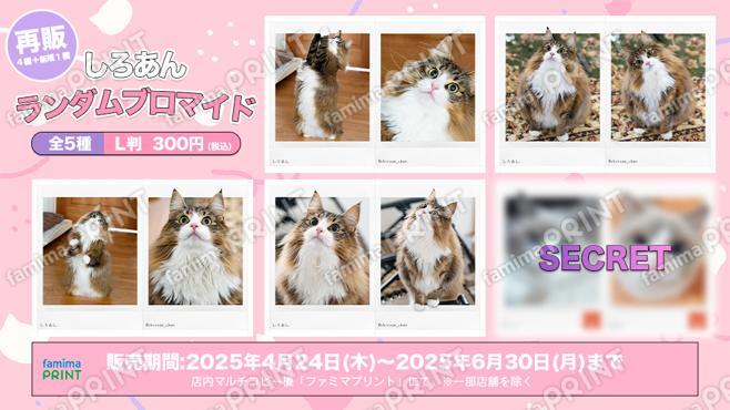 【再販+新規】しろあん ランダムブロマイド