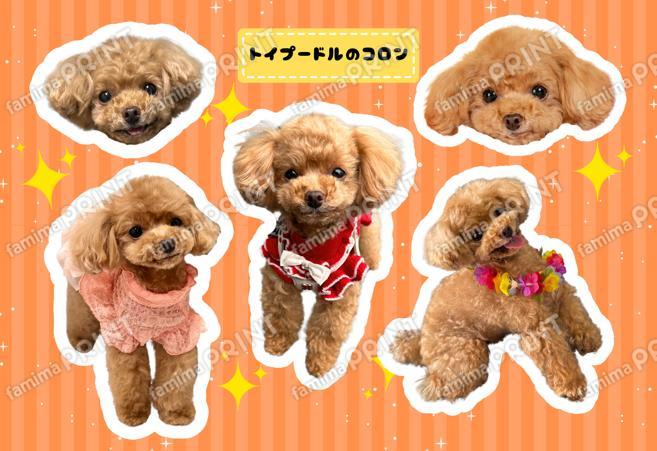 トイプードルのコロン シール_03