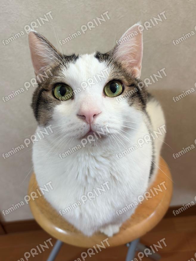 ひのき猫　オリジナルブロマイド・シール　まん丸豆大福